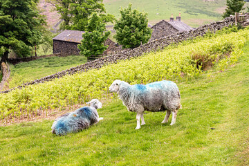 Herdwick sheep grazing in the English Lake District at Martindale, Cumbria UK