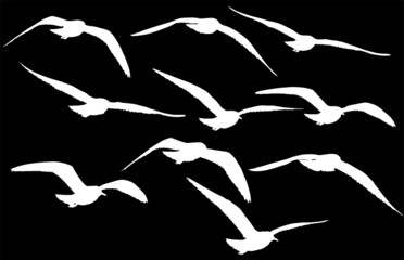 gull stage of flight silhouettes collection isolated on black
