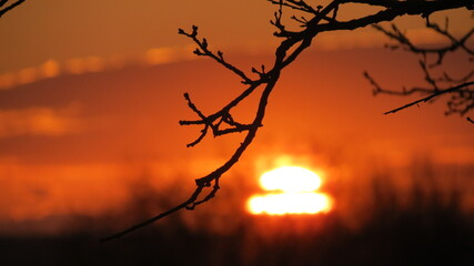 silhouette of a tree