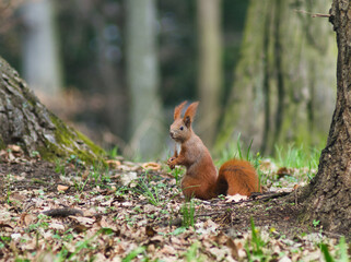 Red squirrel in the park