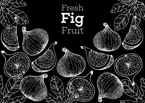 Fig fruit hand drawn package design. Vector illustration. Design, package, brochure illustration. Packaging design. Hand drawn fig fruits design template. Organic fresh food vector illustration.