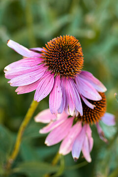 Purple coneflower or echinacea purpurea. A closeup image of two flowers isolated on a blurred background of green grass in a Helena, Montana garden.