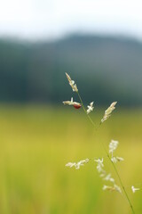 helicopter in flight