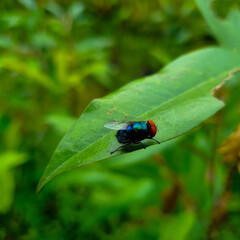 ladybug on leaf