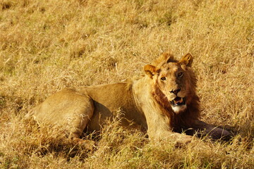 ein grinsender junger Löwe nach seiner Mahlzeit in der Serengeti
