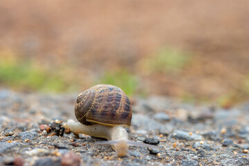 Snail