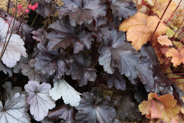 Heuch&egrave;res aux feuillages de diff&eacute;rentes couleurs