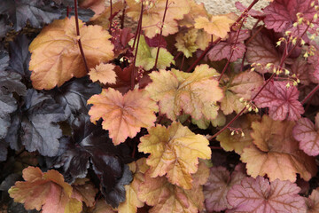 Heuchères aux feuillages de différentes couleurs