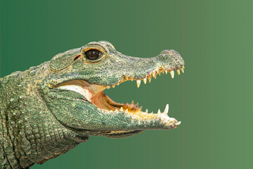 Portrait of a green young crocodile