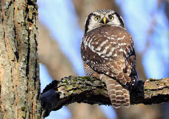 Northern Hawk Owl sitting on a branch tree into the forest, Quebec, Canada