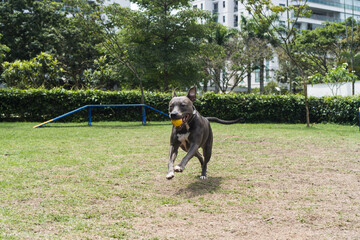 Pit bull dog jumping the obstacles while practicing agility and playing in the dog park. Dog place...