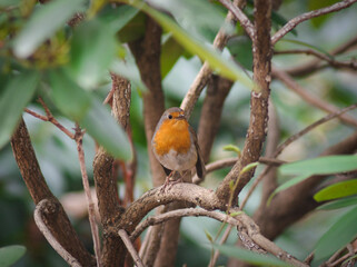 Red robin on the branch