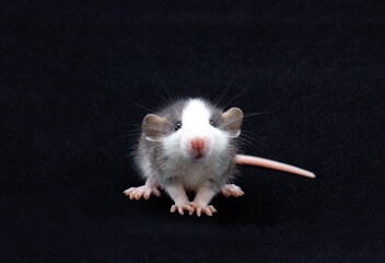 Decorative Dumbo rat sits on black background, front view. Animal themes