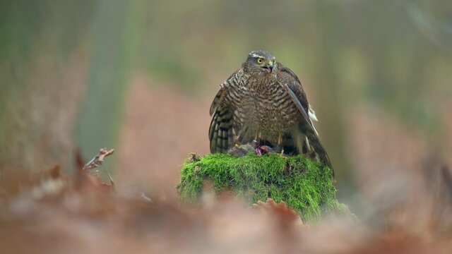 The Eurasian sparrowhawk (Accipiter nisus) standing on a tree stump and eating its prey. Shallow depth of field, autumn dark forest.