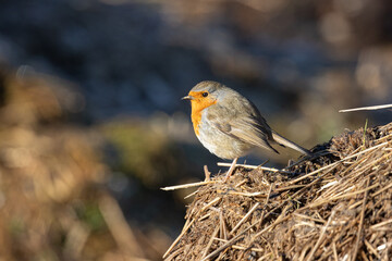 Pettirosso
