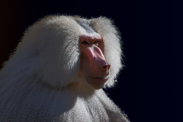 Head shot of a male baboon against the black background