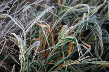 Top view of long stalks of grass covered with white frost.
