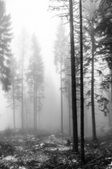 Obraz na płótnie Canvas nebbia mattutina nel bosco
