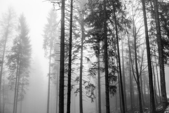 nebbia mattutina nel bosco