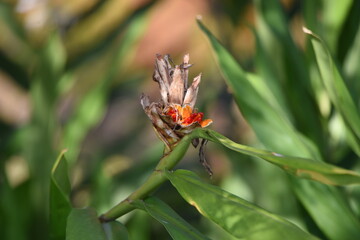 White ginger lily fruits and flowers. Zingiberaceae evergreen perennial plants. The white flowers with a nice scent bloom from summer to autumn. 