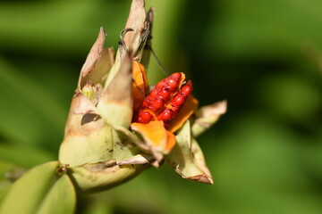 White ginger lily fruits and flowers. Zingiberaceae evergreen perennial plants. The white flowers with a nice scent bloom from summer to autumn. 