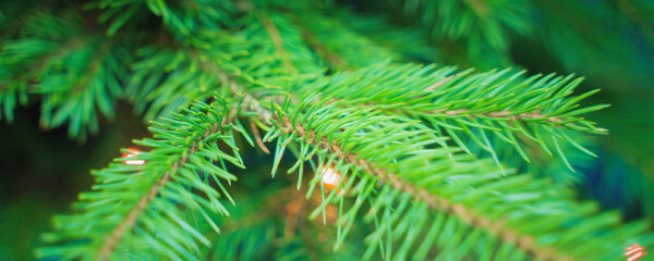 green branches of a christmas tree, close up