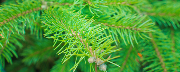 green branches of a christmas tree, close up