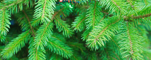 green branches of a christmas tree, close up