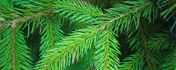 green branches of a christmas tree, close up