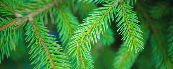 green branches of a christmas tree, close up