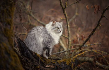 Photo of a gray fluffy cat in the garden in late autumn.