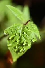 Gotas de agua sobre hoja de tomatera