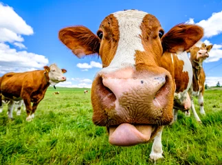Foto op Plexiglas cow at a meadow © fottoo
