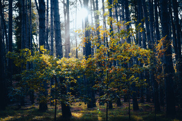 Autumn in the forest