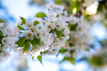 Fruit tree twigs with blooming white and pink petal flowers in spring garden.