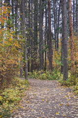 Autumn Forest on a Cloudy Day