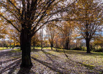 Park in autumn, with the long shadows of the trees on the ground.
