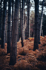 pine forest in autumn