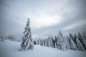 Moody winter landscape with tall spruce forest cowered with white snow in frozen mountains.