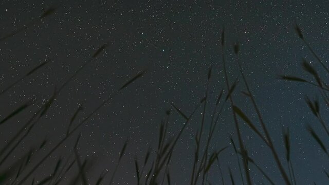 4K Night Starry Sky With Glowing Stars And Meteoric Tracks Trails Above Young Wheat Sprouts In Summer Agricultural Season. Rotate Background Time Lapse, TimeLapse, Time-Lapse. Bottom View. Rotate