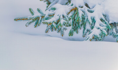 Winter panoramic scenery with snowy spruce branches. Frozen tree branches in winter forest