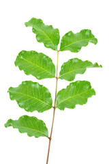 Branch of Carob tree (locust bean )isolated on a white background