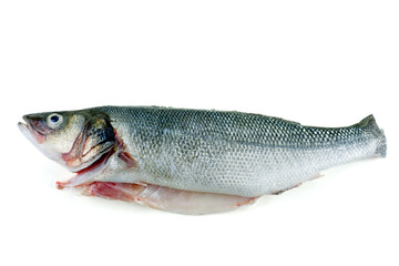 Fish sea bass isolated. Side view