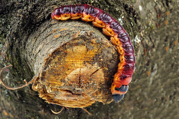 Goat moth, Cossus cossus caterpillar on wooden background