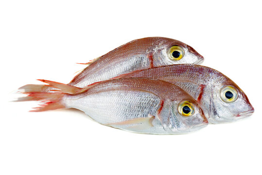 Three common pandora fishes pagellus erythrinus isolated on white