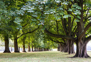 Trees in the park  coombe abbey 