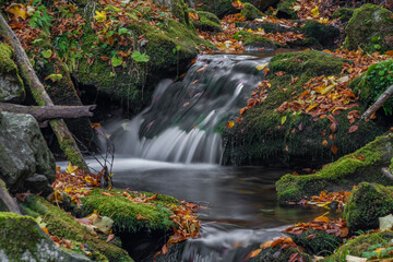Obraz na płótnie Canvas Sumny creek in autumn morning in Jeseniky mountains
