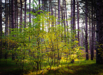 autumn in the pine forest 