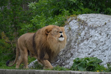 Lion