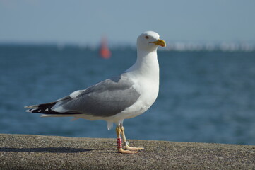 Seagull